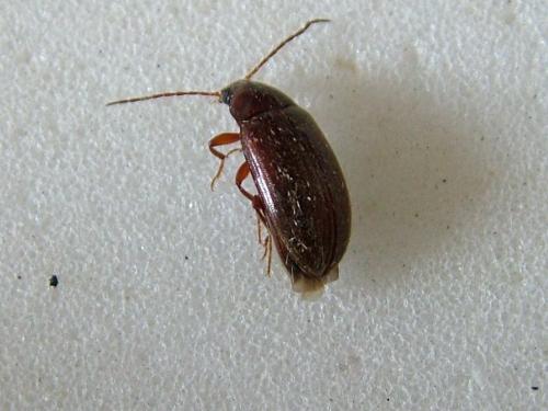 Hymenalia rufipes